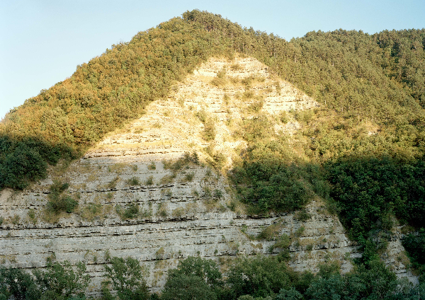 her forest tearless as stone