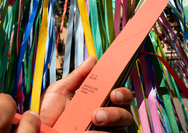 What The trees told me