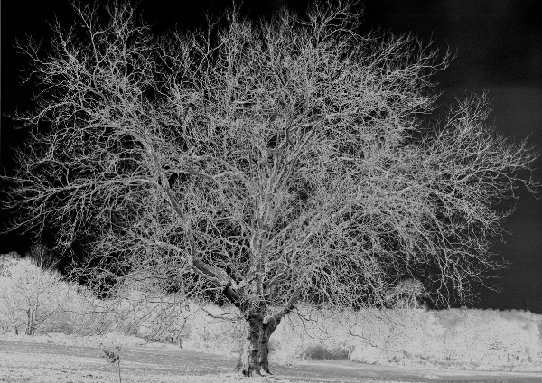 along the narew river