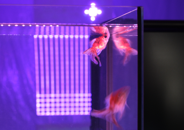 Hexaquatic Entropy (32-bit)