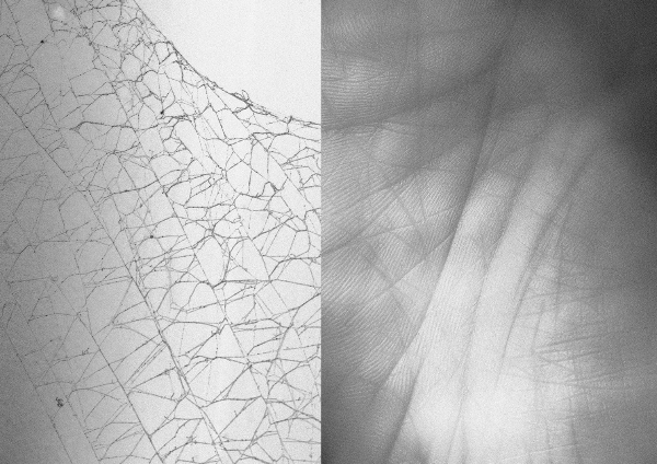 Hold A Flower in the Palm of Your Hand