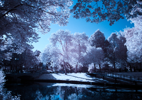 I Seek the world (beyond the trees)