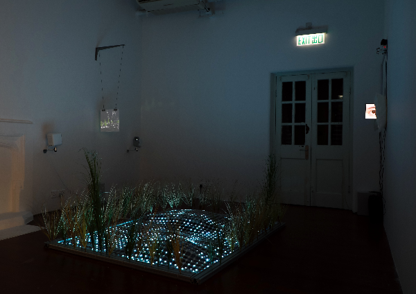 EYES, DEER AND SWANS