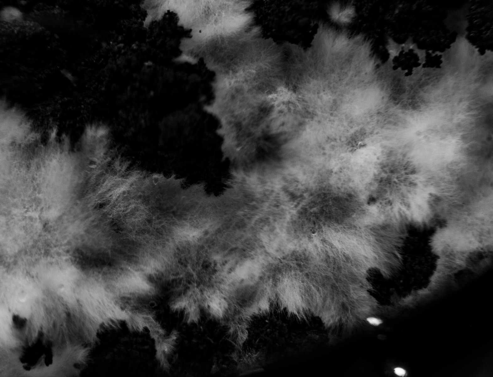 Touched by Mycelium, portfolio item 11