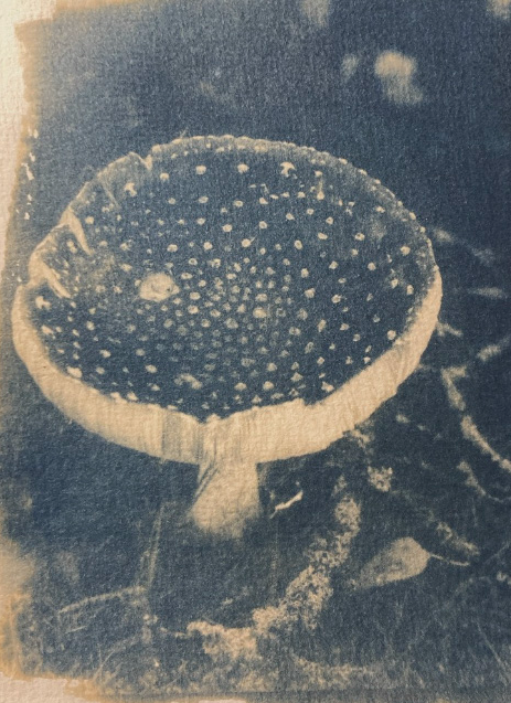 Touched by Mycelium, portfolio item 13