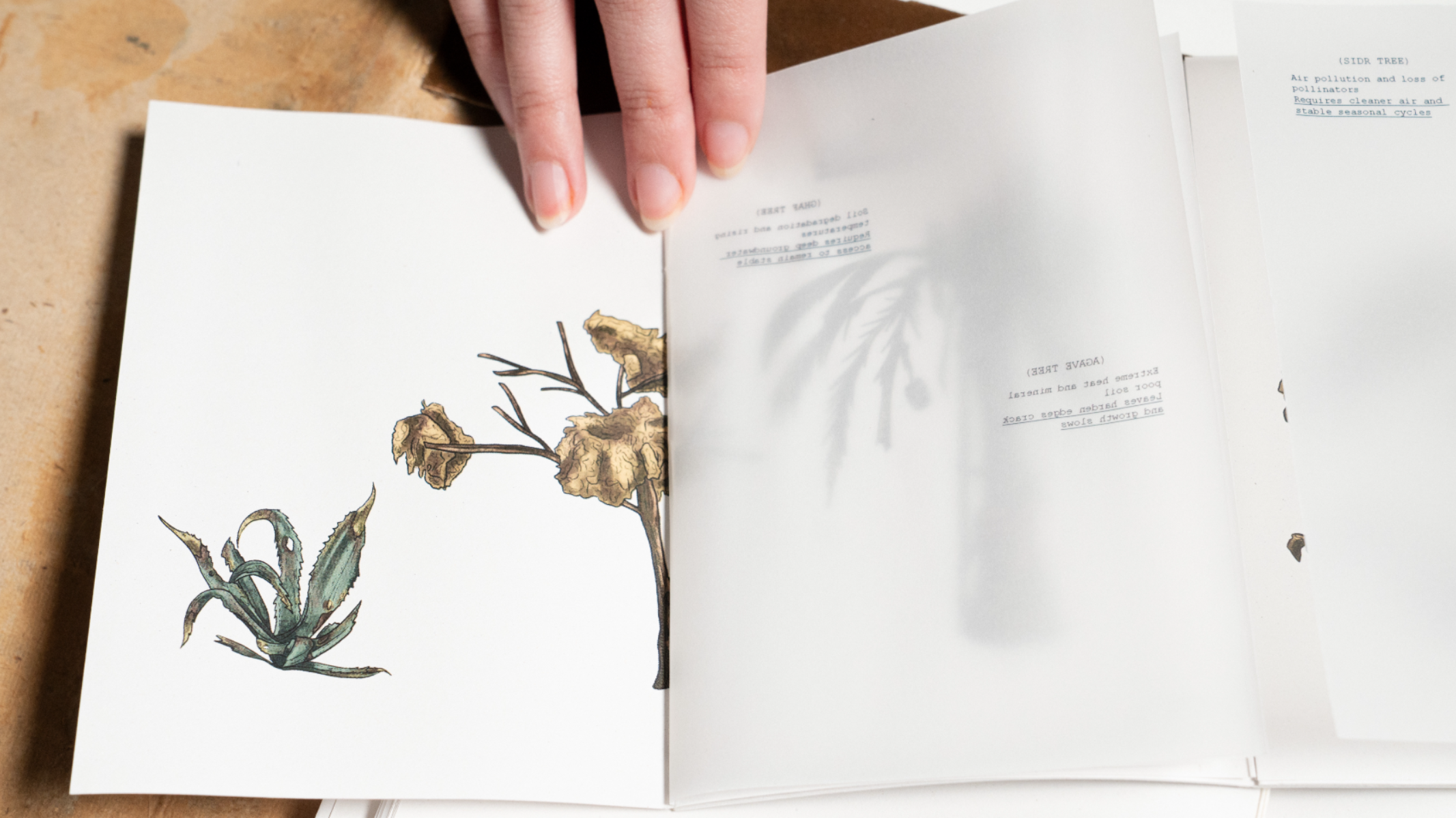 Al-Haif A Speculative Illustrated Journal, portfolio item 13
