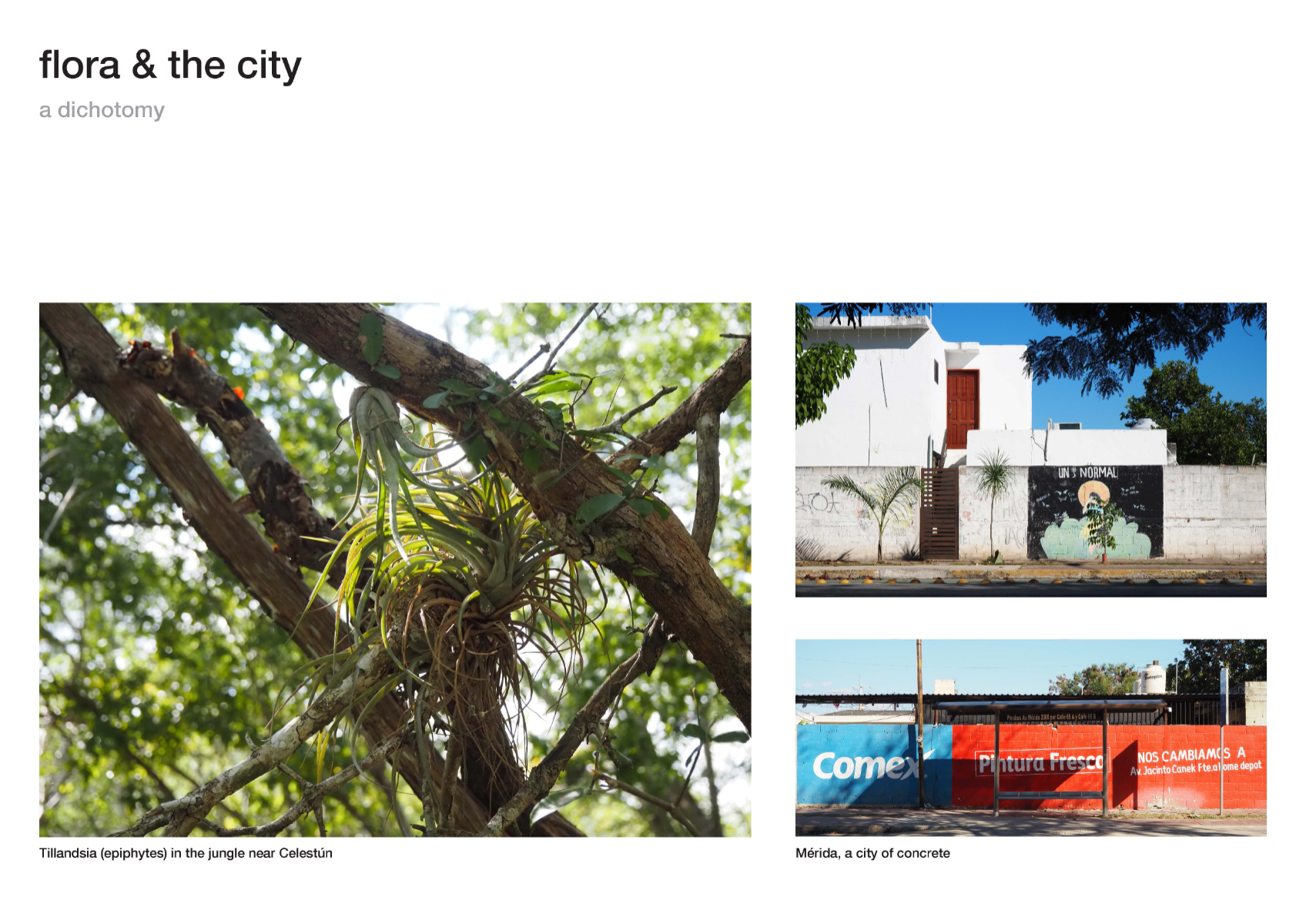 The botanical corridor, portfolio item 2