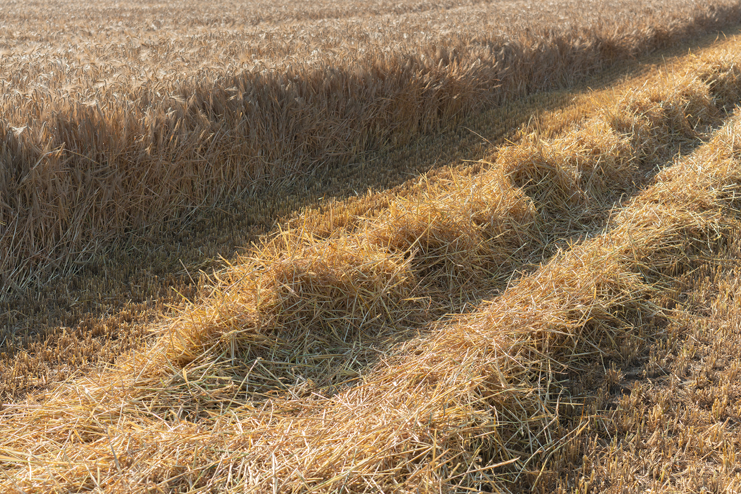 Cultivated Objects., portfolio item 9