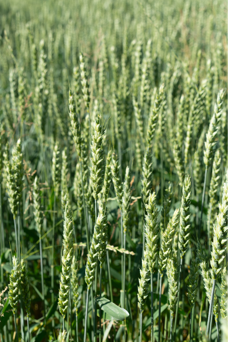 Cultivated Objects., portfolio item 7