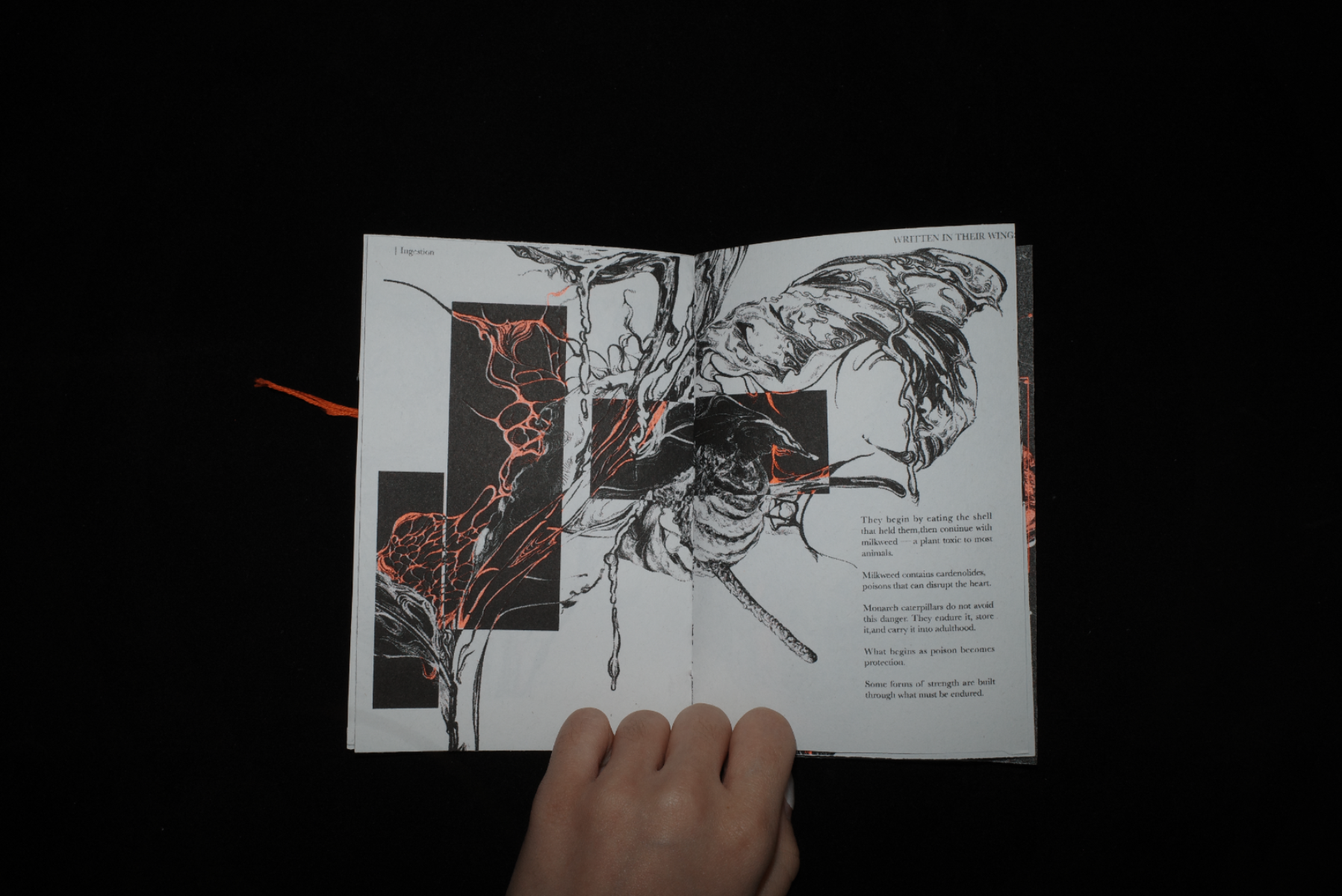 Written in their Wings, portfolio item 3