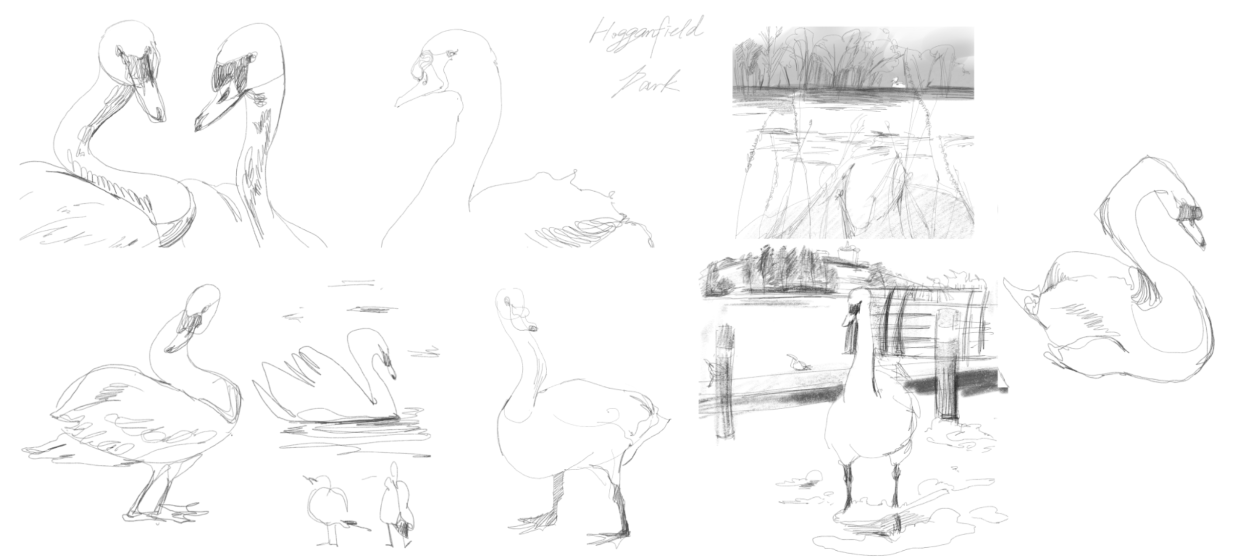 Swan Lake, portfolio item 7