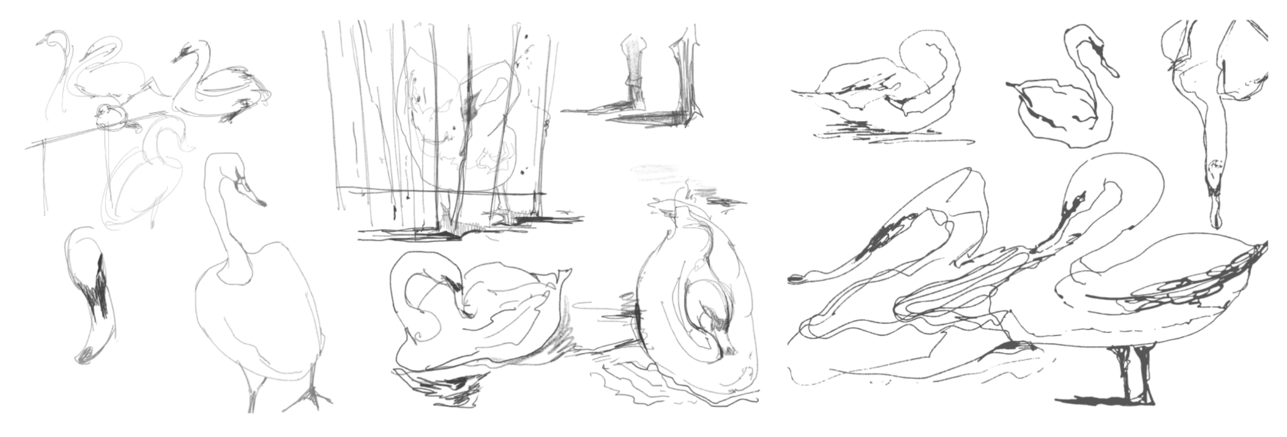 Swan Lake, portfolio item 8