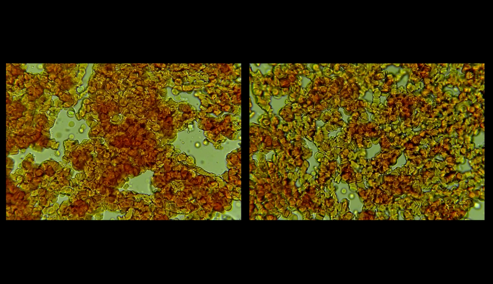 A Window into the Micro World, portfolio item 7