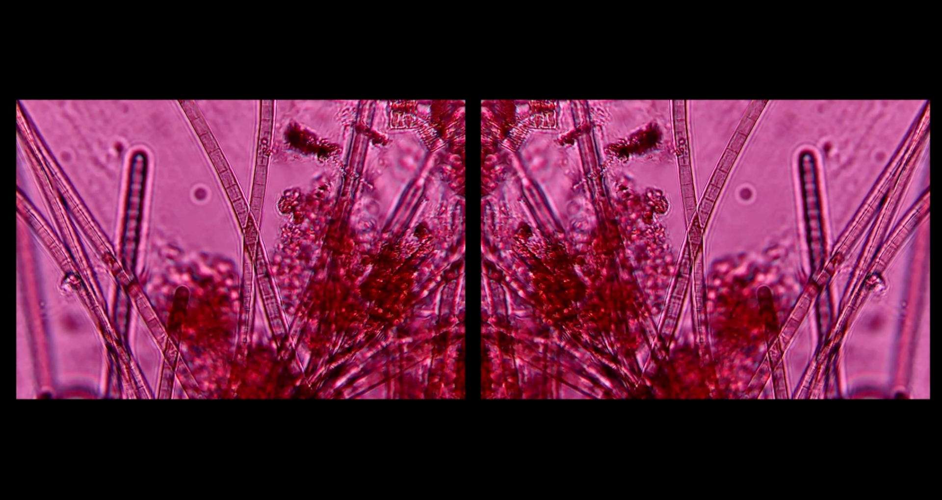 A Window into the Micro World, portfolio item 2