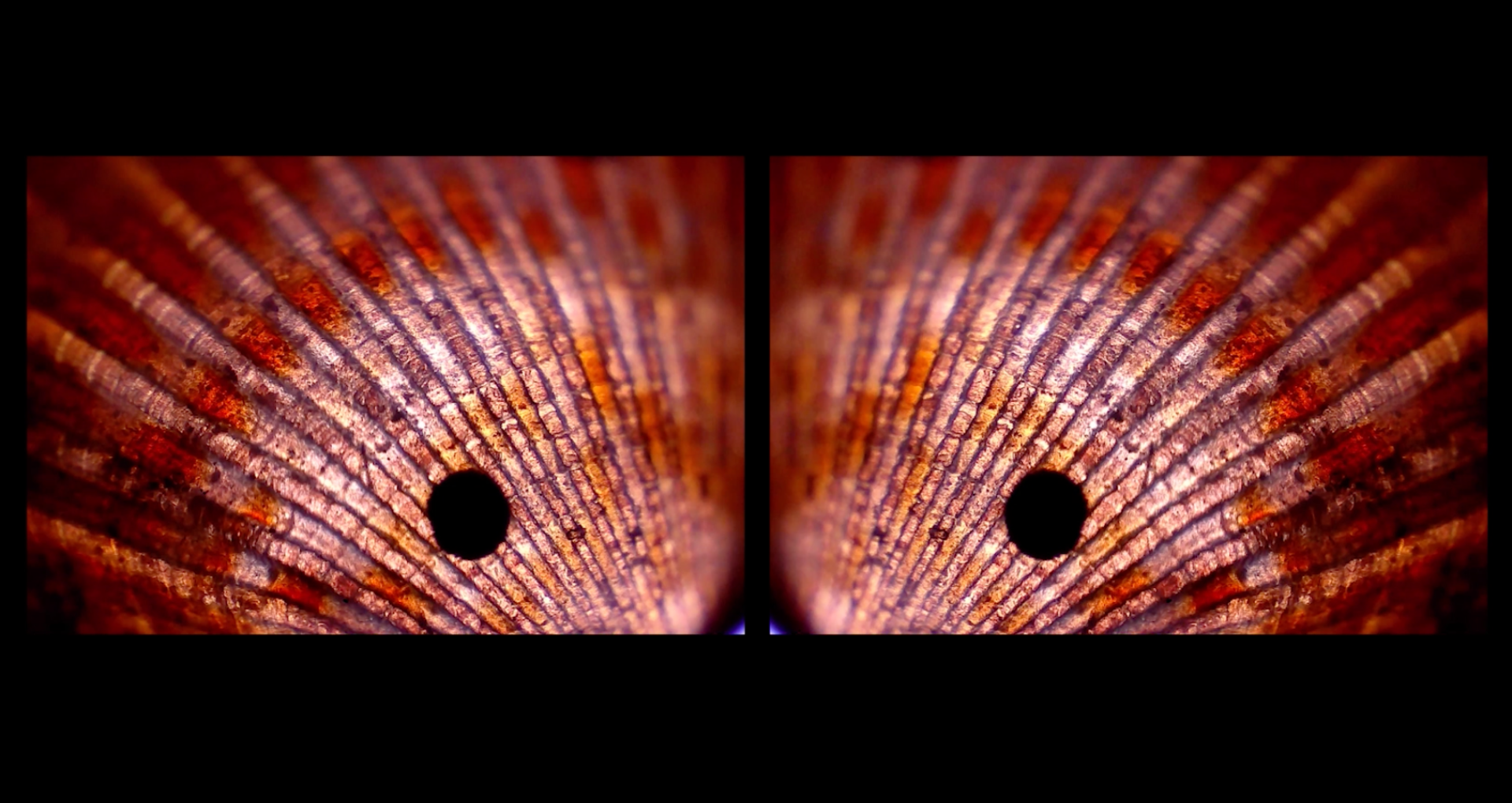 A Window into the Micro World, portfolio item 4