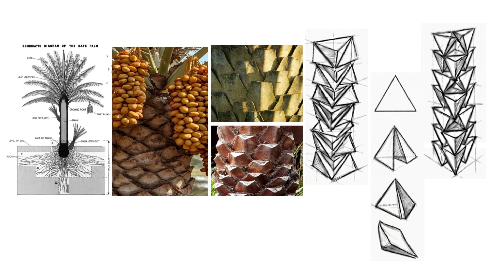 Beyond The Fruit, portfolio item 12