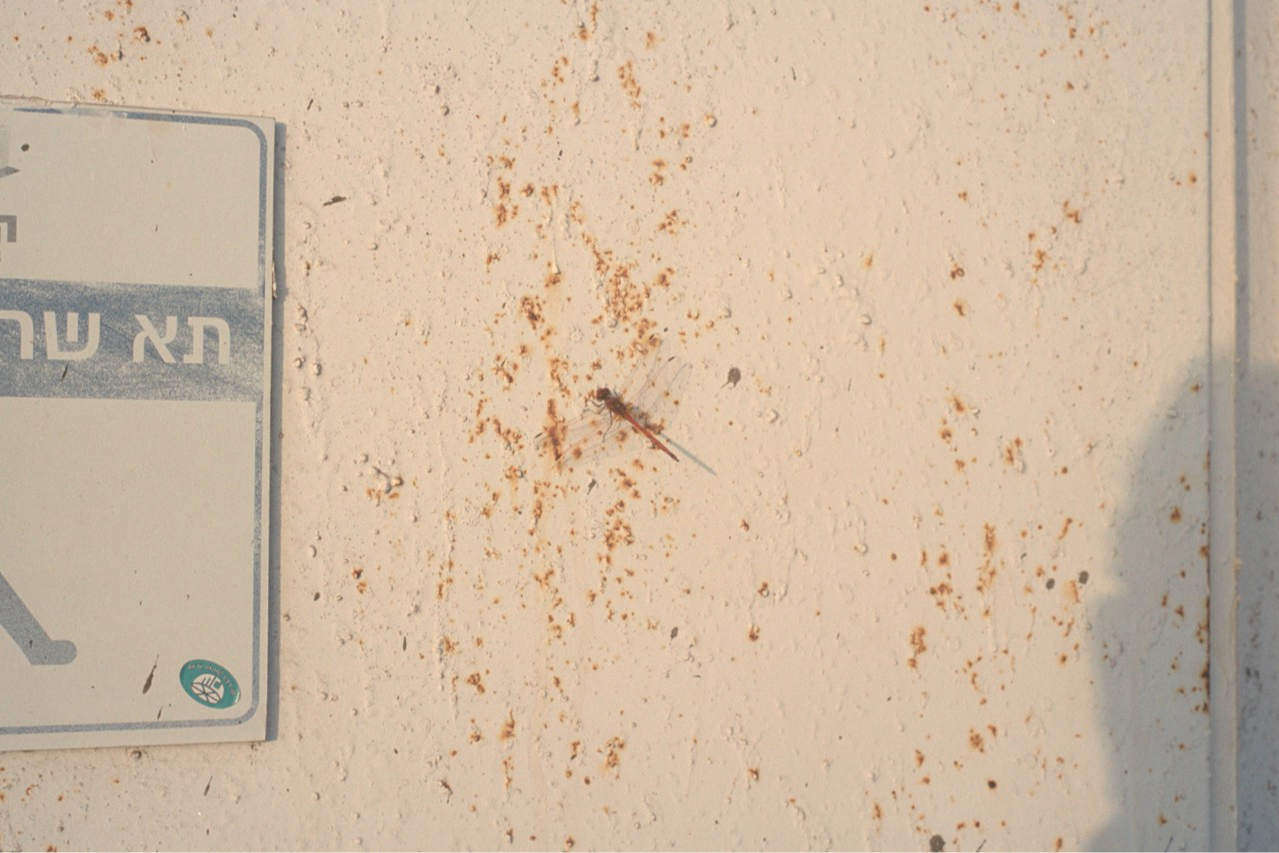 Ashdod A', portfolio item 7