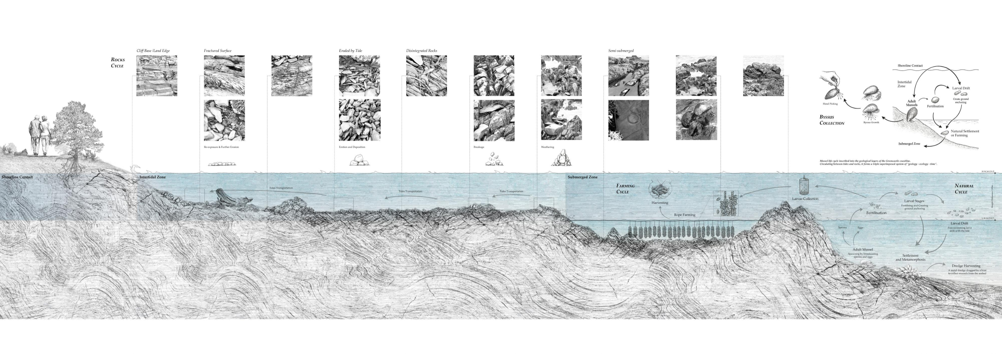 Shellitory: Intertwining the Shifting Edge at Greencastle, portfolio item 5