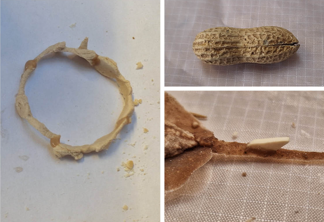 Final major project: Nuts, portfolio item 11