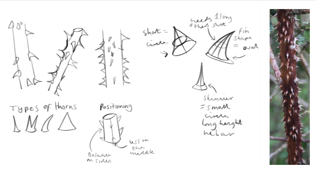 Mount, bramble, evanescent, portfolio item 12