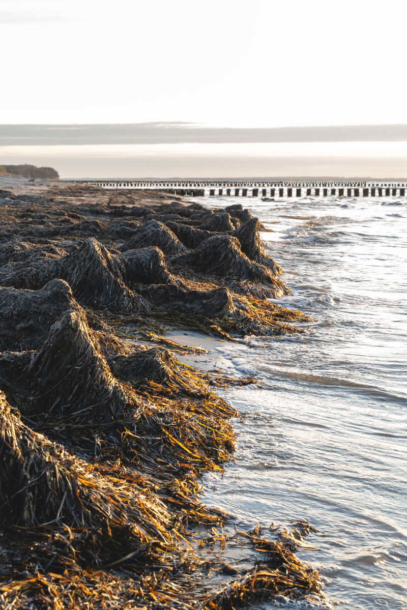 Zostera marina, portfolio item 6