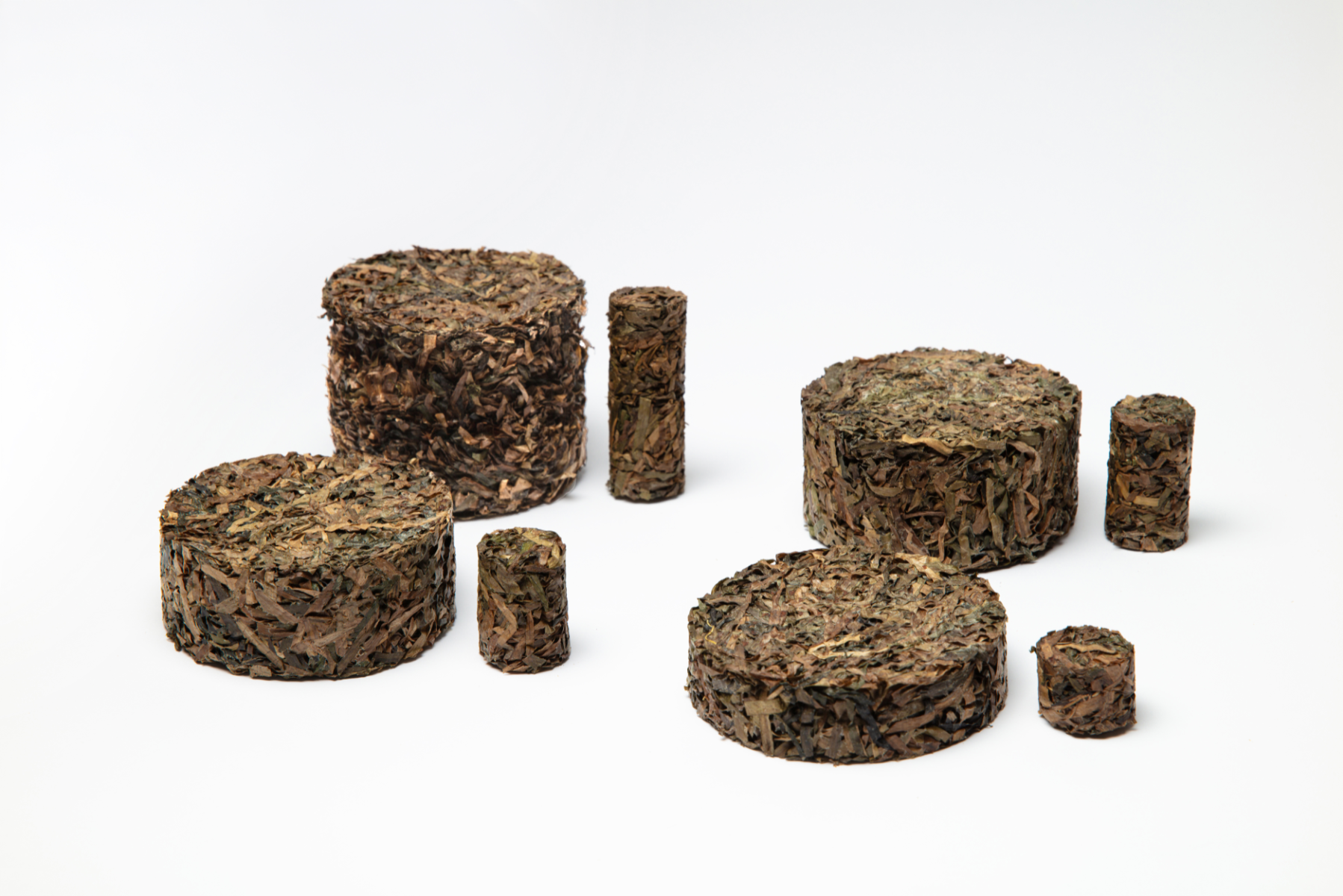Zostera marina, portfolio item 5