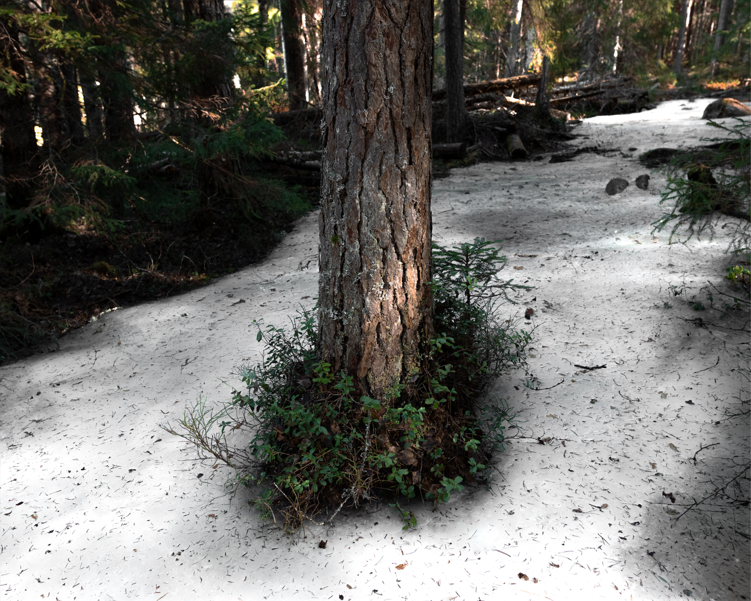 I Placed My Hand on The Bark of an Ancient Mother, portfolio item 6