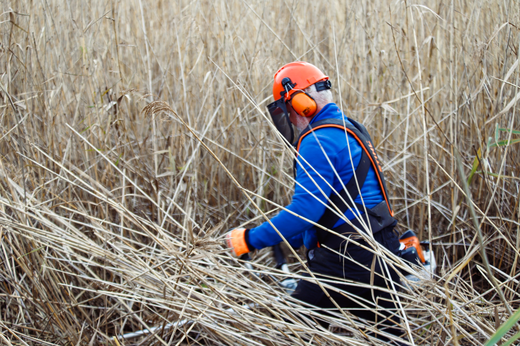 The Reed Cycle community, portfolio item 6