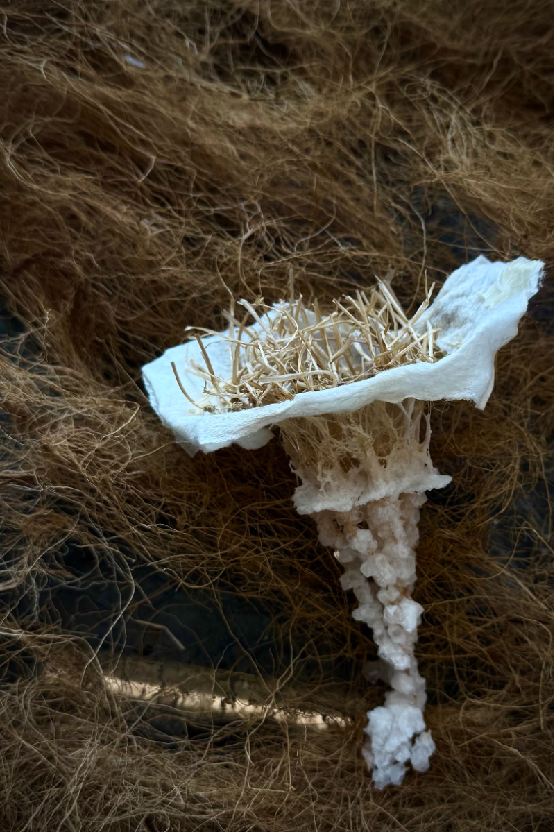 The healing roots, portfolio item 6