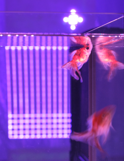 kaan-orkan-pikin ArtsThread Profile